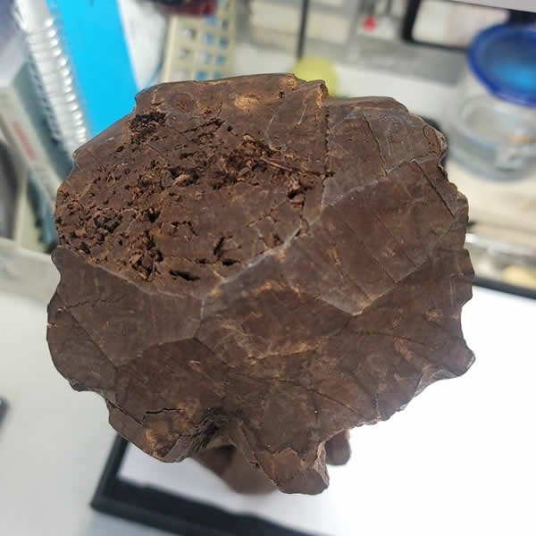 高價收購沉香原木